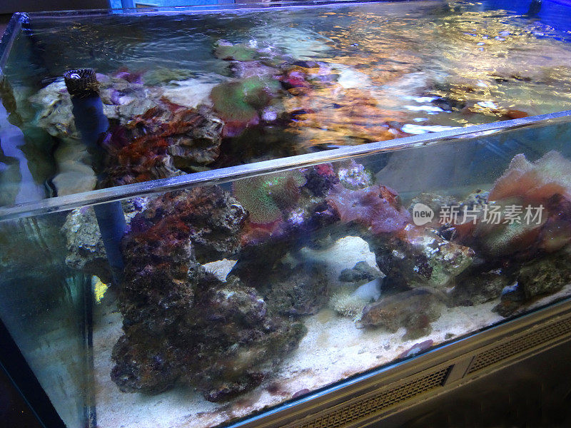海洋水族馆/咸水珊瑚礁缸与活珊瑚图像